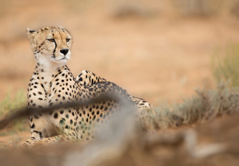 Cheetah