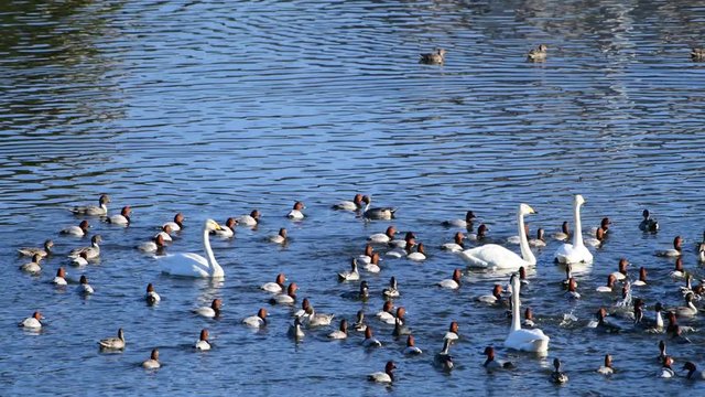なかよし、オオハクチョウ、ホシハジロ、オナガガモ、4k動画、千葉県、2019年11月