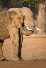 Naklejka premium Elephant dusting