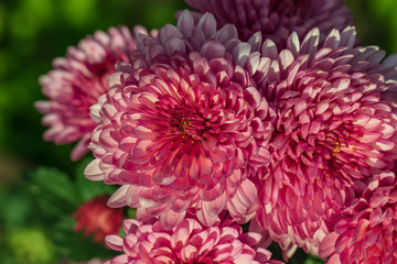 Pink chrysanthemums close up in autumn Sunny day in the garden. Autumn flowers. Flower head