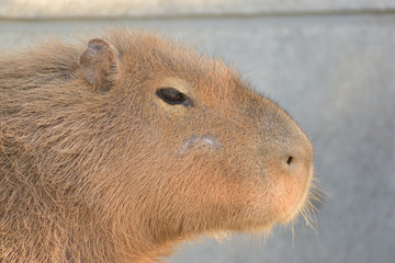 旭山動物園　カピバラ