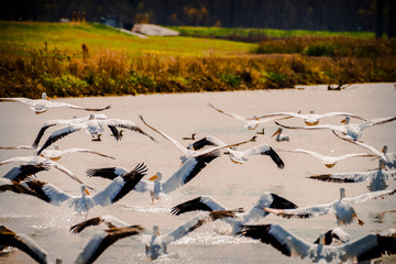 American White Pelicans Come In For The Landing