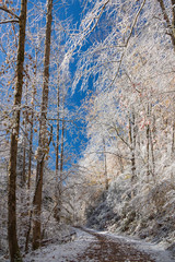 Hiking trail through snow covered woods in Great Smoky Mountains National Park