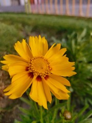 yellow flowers in garden