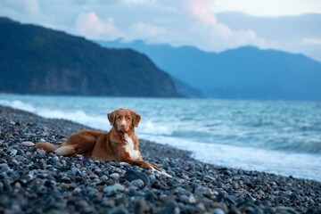 dog on vacation. Nova Scotia Duck Tolling Retriever lying on the beach by the sea.