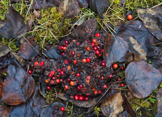 Pile of bear scat with cranberries in fall.