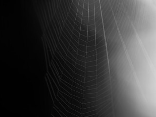 Spider web macro at night