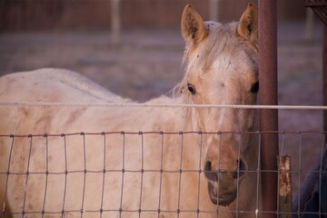 Palomino horse in pen