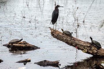 turtle and bird in a creek waterway