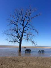 tree on flooded beach