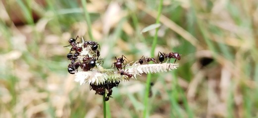 bee on flower