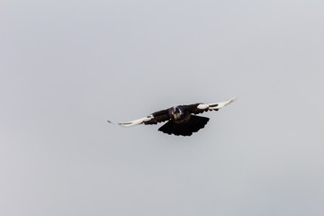 beautiful bird in nature