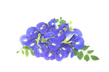 Butterfly pea flower with leaves isolated on white background..