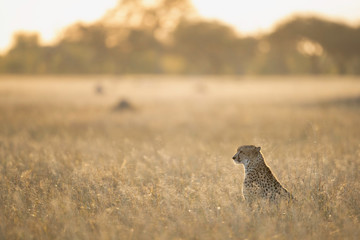 Cheetah in Grassland