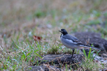 white wagtail in park
