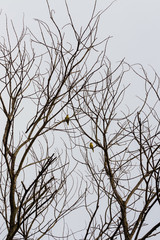 beautiful bird in nature