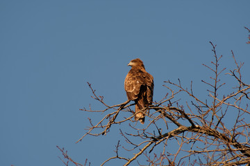 black kite on tree
