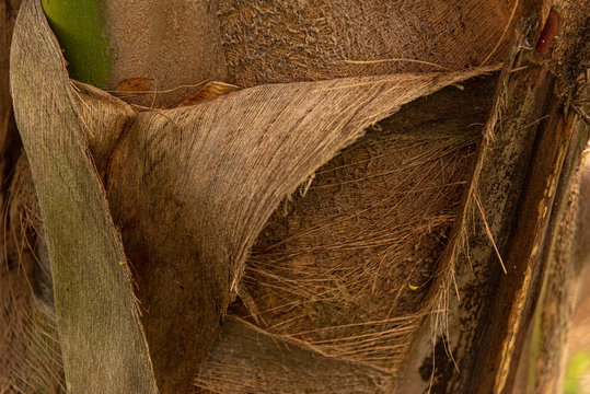 Folded Natural fiber cloth from a palm tree
