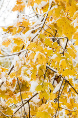 Yellow leaves on snow covered tree limbs