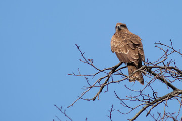 black kite on tree
