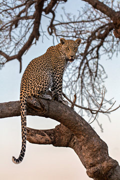 leopard in a tree