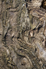 Tree bark pattern in brown and grey colors