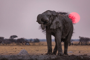 Fototapeta premium Elelphant drinking at sunset