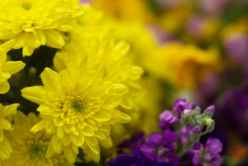 Yellow flower with colorful blur background
