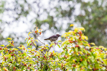 beautiful bird in nature