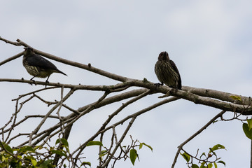 beautiful bird in nature
