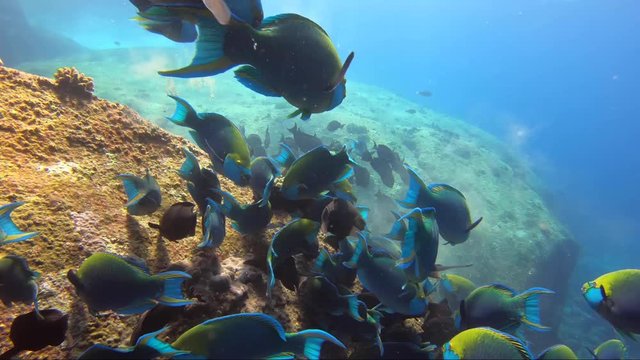 School of colourful parrot fish feed on coral rock reef together in beautiful sunshine