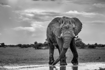 elephant in the park