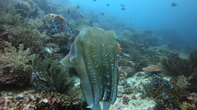 Cuttlefish pulsing changing colour. Hypnotic and mesmerising all in slow motion 65%