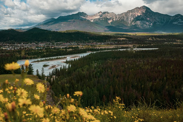 Picture of Jasper town, Athabasca river with Pyramid mountain in the background and yellow flowers in the front from Old Fort Point lookout, Jasper National Park, Alberta, Canada