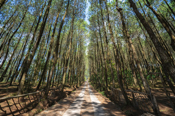 Tall Pine Forest
