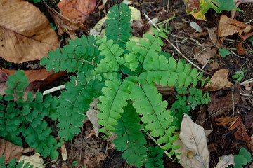 Small Maidenhair Ferns