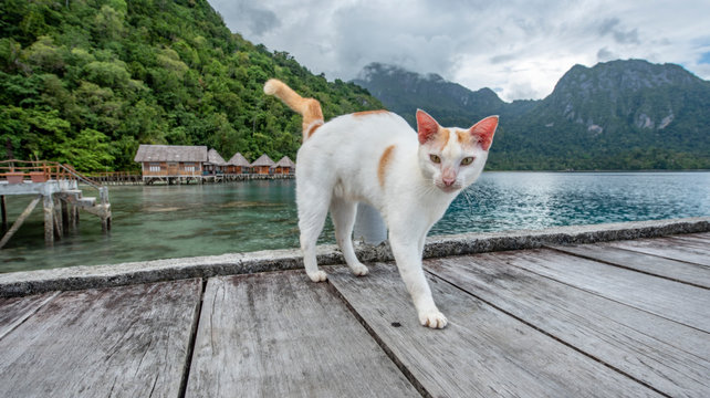 Cat on a wooden pier, Ora Beach, Seram, Maluku Islands, Indonesia