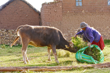 Native american farmer feeding her cow.