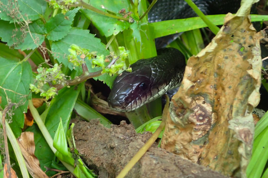 Black rat snake close-up