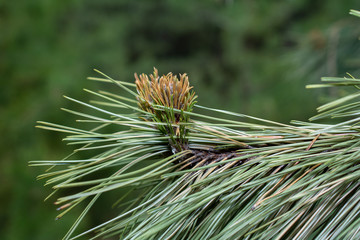 pine branch with young cones
