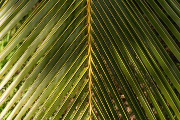 Palm tree leaf texture with dappled shadows