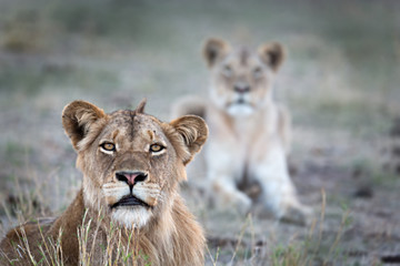 Fototapeta na wymiar Lion Cubs being curious