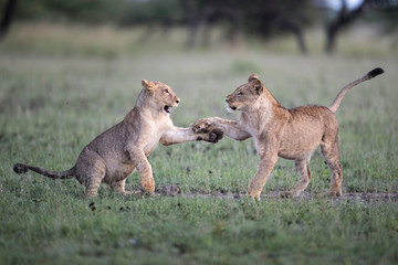 Lion Cubs at play