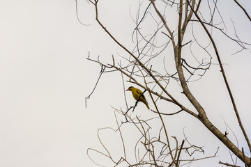 beautiful bird in nature