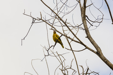 beautiful bird in nature