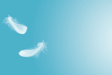 White Bird Feathers Floating The Sky. Down Swan Feather	
