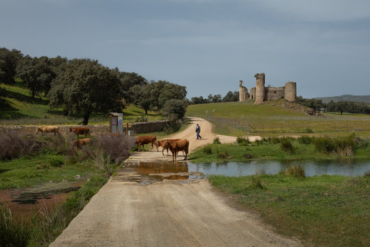 El Real de la Jara, Spain - March 26 2019. Old local cowherd is watching his cows crossing the gravel road by the river ford and the ruins of medieval castle. Camino Santiago de Compostela, Spain