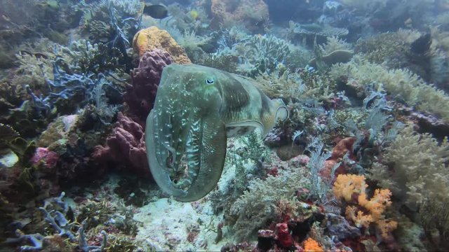 Pharaoh cuttlefish mesmerising and changing pulsing colour. Awesome way to talk