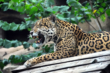 Jaguar. Big beautiful cat angry