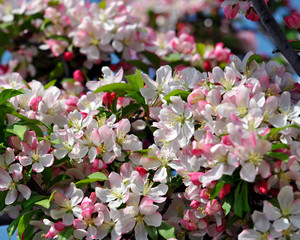 Crabapple blossoms